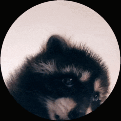 Dancing Raccoon